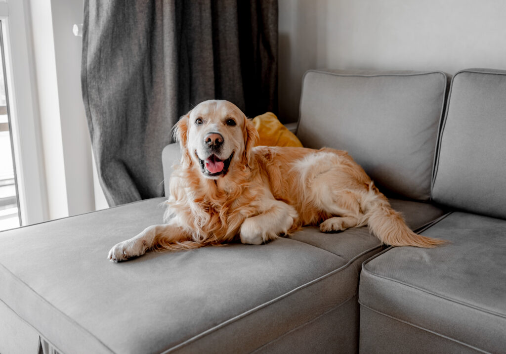 Golden Retriever, pies na sofie, popielata sofa, popielata zasłona,  szara kanapa, sofa w kolorze popielatym